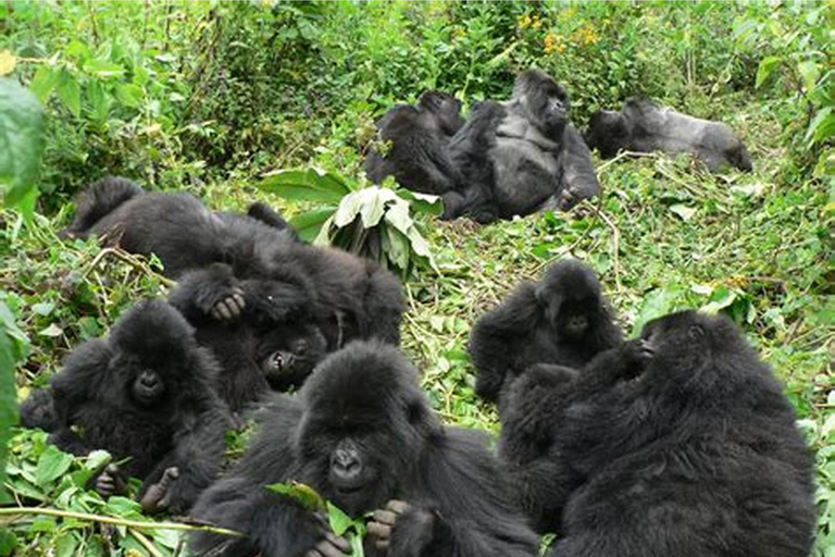 Bwindi: 4 dagars gorillahabitat och vandring i Bwindi