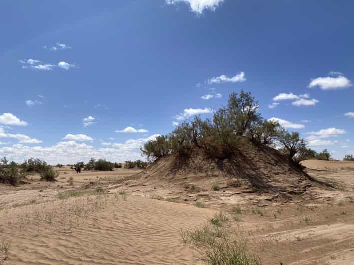 Days Camel Trekking In Morocco Desert Tour Getyourguide