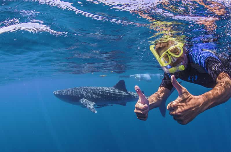 Cancún snorkel con tiburón ballena GetYourGuide