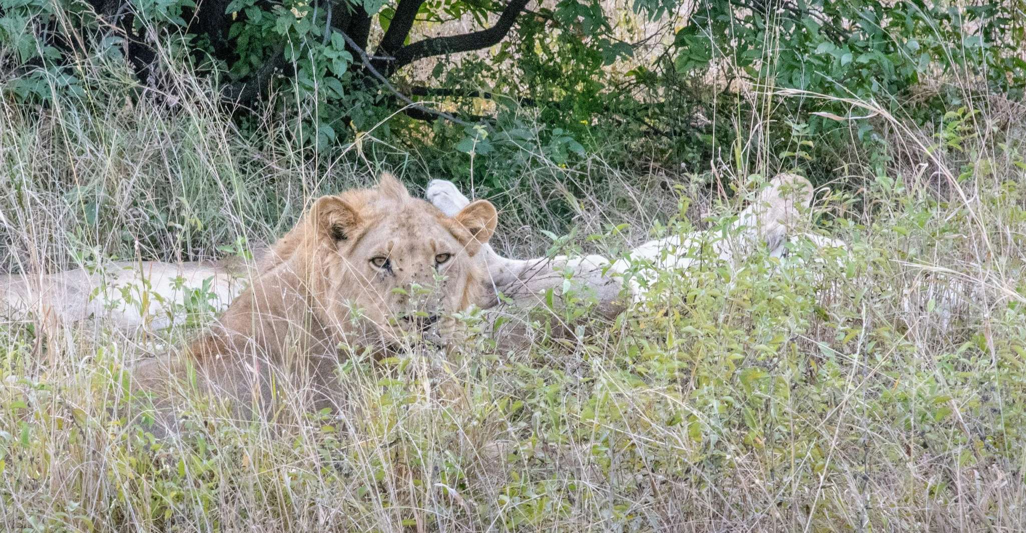 Chobe National Park, Day Trip with River Cruise - Housity