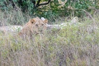 Chobe National Park, Day Trip with River Cruise - Housity