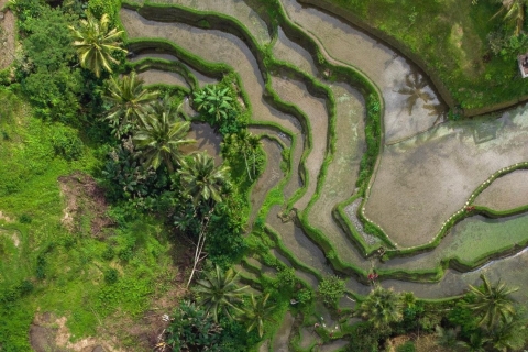 Ubud: rondleiding rijstterras & schommelticket TegalalangOntmoetingspunt in Tegalalang