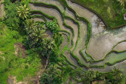 Ubud: Tegalalang Rice Terrace & Swing Ticket Guided Tour Tour with Transfers to/from Central Ubud