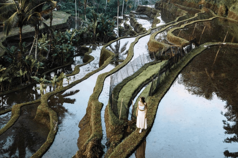 Ubud: Visita Guiada a la Terraza de Arroz de Tegalalang y Billete ColumpioExcursión con traslados a/desde el centro de Ubud