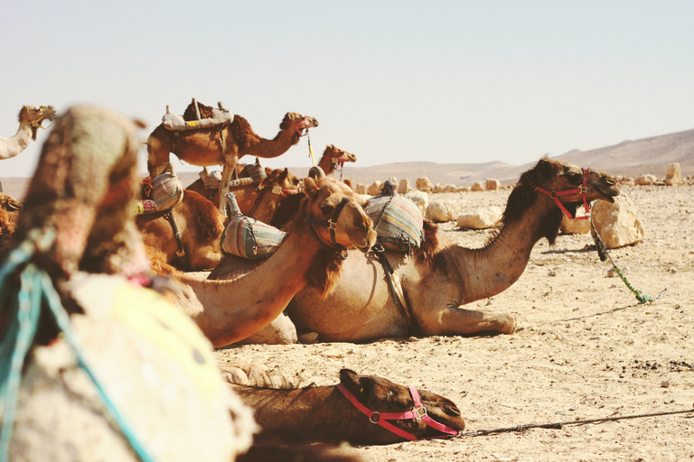 Von Jerusalem aus: Halbtagestour nach Jericho und zum Jordan