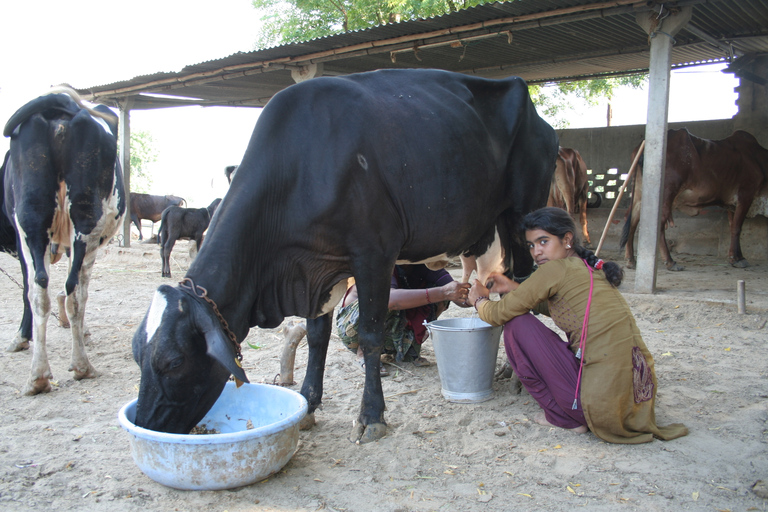 Agra: Village Tour In The Shed of Crown Palace By Local.Village tour in the shed of crown palace in agra by local