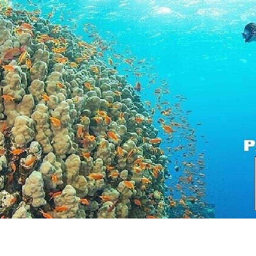 Galería de fotos para redes