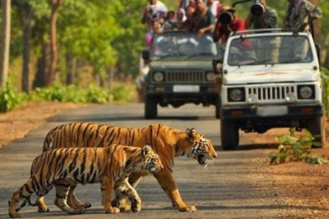 Newdelhi:private 2 nights escape to jim corbett from delhi