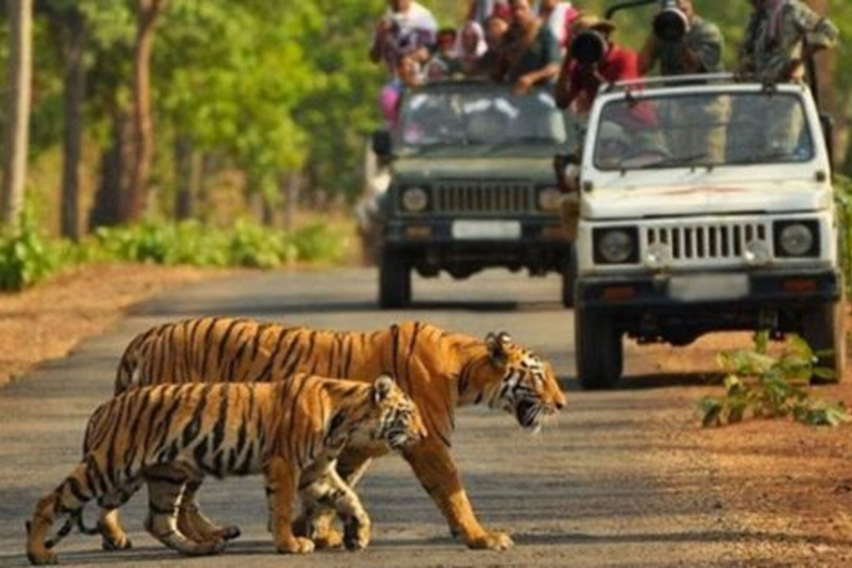 From Delhi: 3-Day Wildlife Trip to Jim Corbett National Park