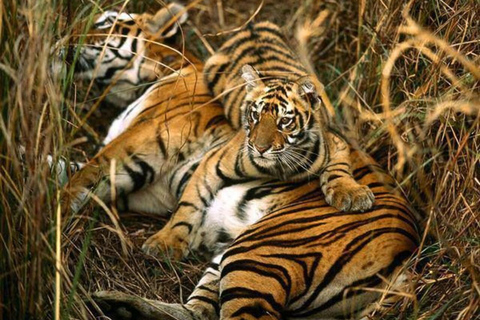 Newdelhi:private 2 nights escape to jim corbett from delhi