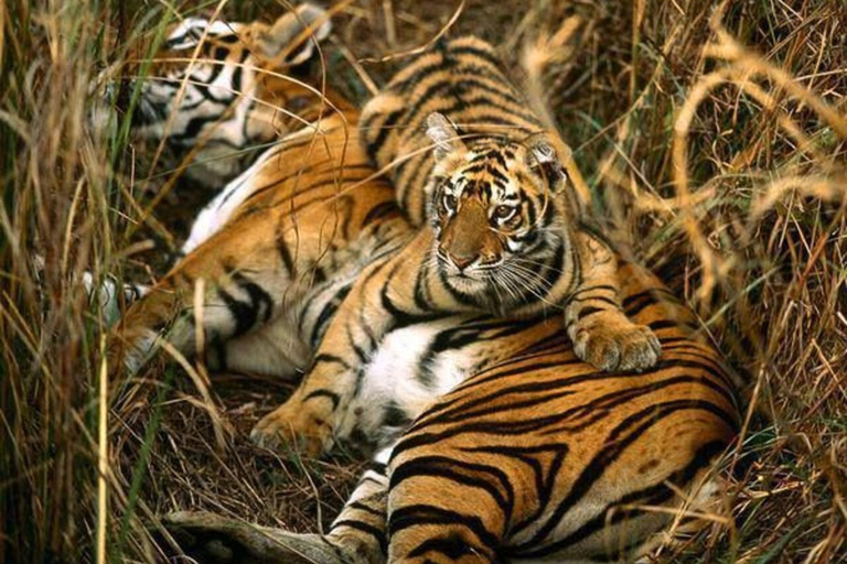 From Delhi: 3-Day Wildlife Trip to Jim Corbett National Park