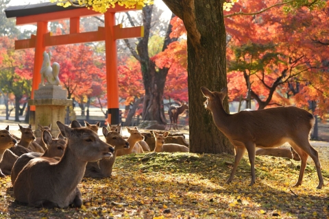 Kioto i Nara 1-dniowa wycieczka autobusowa z Osaki i KiotoWyjazd z Osaki