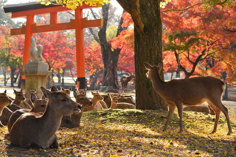 Kyoto und Nara 1 Tag Bustour ab Osaka und KyotoAbreise von Osaka