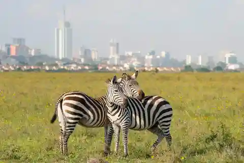 Nairobi National Park Half-Day Guided Game Drive