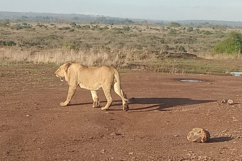 Parque Nacional de Nairobi: Safari guiado al amanecer o al atardecer