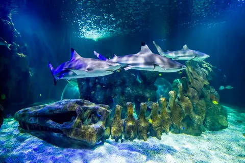 Benalmádena: Biglietto premium per l'ingresso al Sea Life Benalmádena