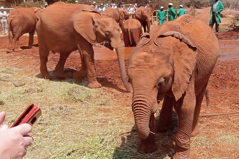 Journée de visite du Sheldrick Wildlife Trust et du Giraffe Center Kobe BeadsExcursion d'une demi-journée au Sheldrick Wildlife Trust