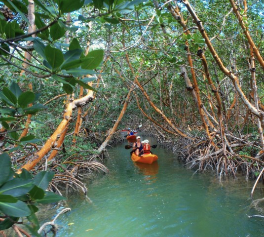 Visit Key Largo Mangroves & Manatees Guided Kayak Eco Tour in Tavernier, Florida