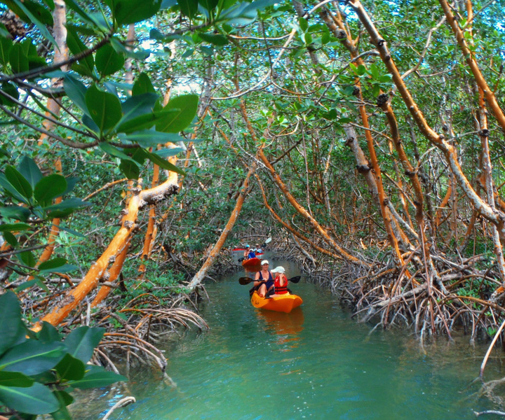 Key Largo: Mangroves & Manatees Guided Kayak Eco Tour