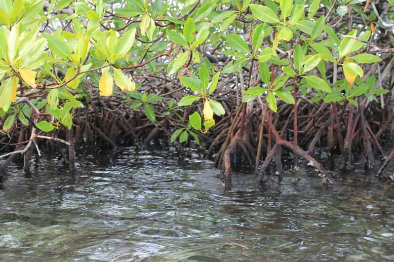 Key Largo: Mangroves & Manatees Guided Kayak Eco Tour | GetYourGuide