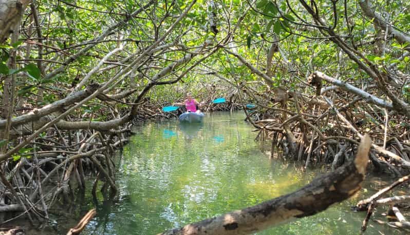 Key Largo: Mangroves & Manatees Guided Kayak Eco Tour | GetYourGuide
