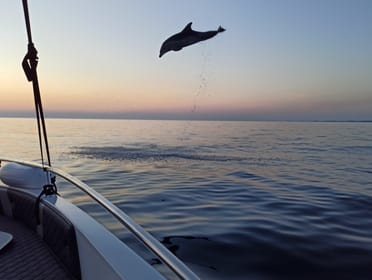 Rovinj, Dolphin Watching Sunset Speedboat Trip with Drinks - Housity