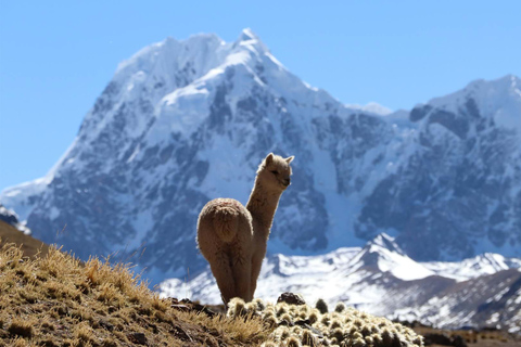 Da Cusco: Percorso Ausangate - Tour delle 7 lagune + PastiPercorso Ausangate - Tour delle 7 lagune + pasti