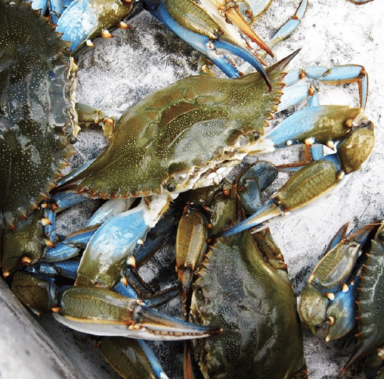 Charleston: Morris Island Nature Boat Tour with Naturalist | GetYourGuide