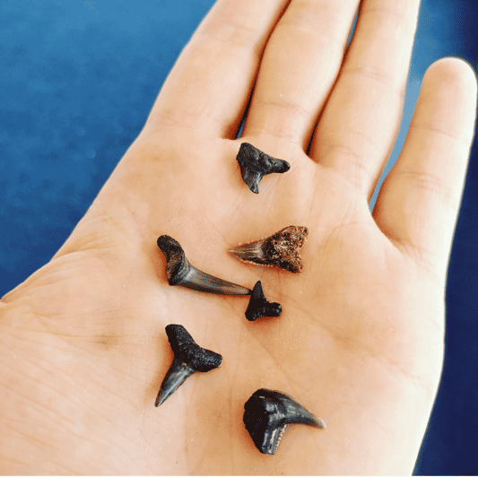 Charleston Morris Island Nature Boat Tour with Naturalist GetYourGuide