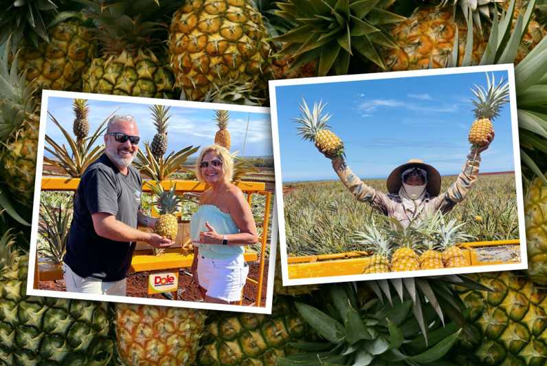 Oahu Island: The North Shore Dole Pineapple Farm Tour