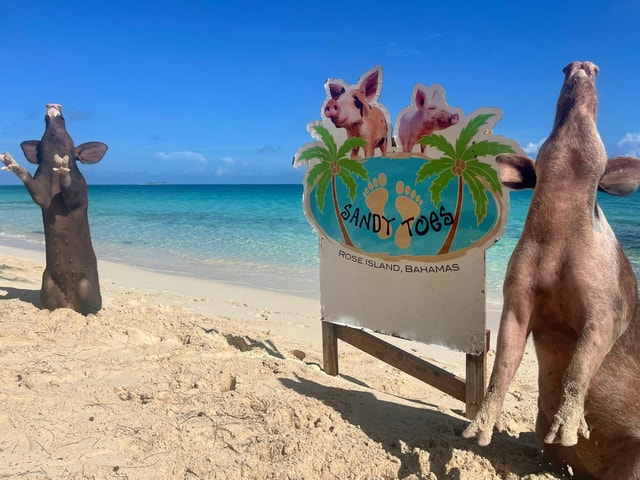 Paradise Island: Rose Island Tour with Swimming Pigs & Lunch