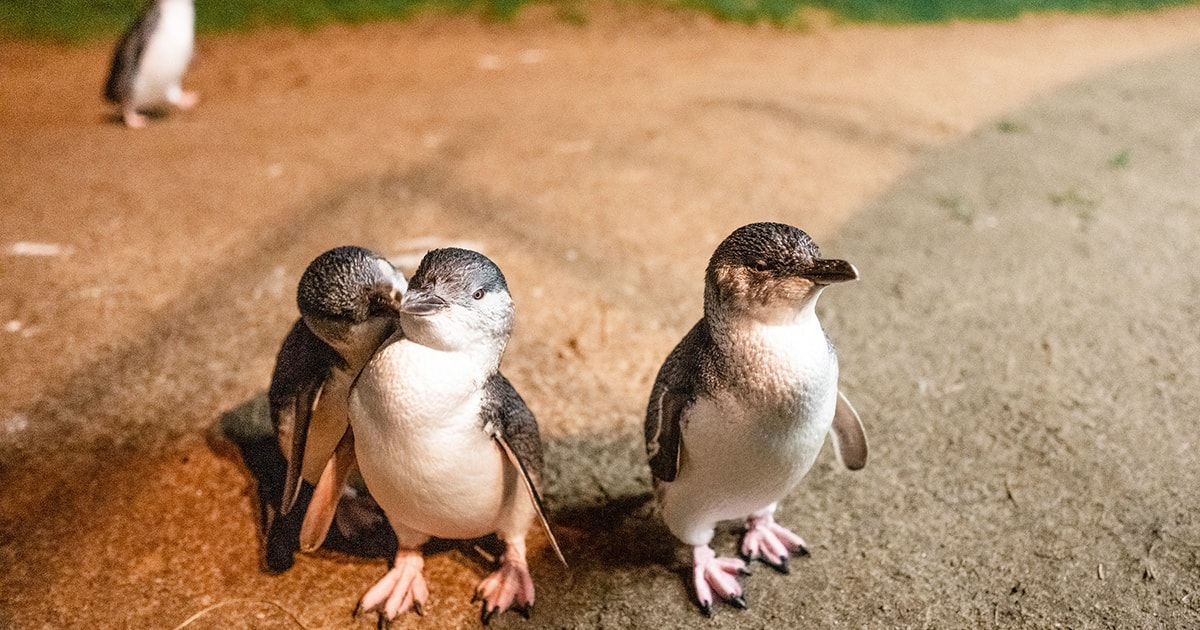 phillip island penguin parade tour from melbourne