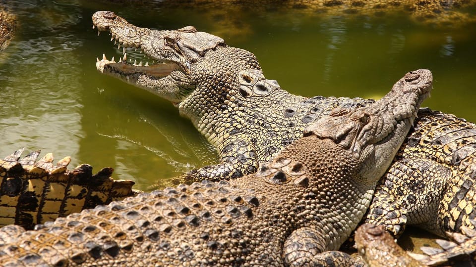 Several Nile crocodiles lying half in and half out of green water, one with its jaws open showing the teeth, their backs pressed together on the bank