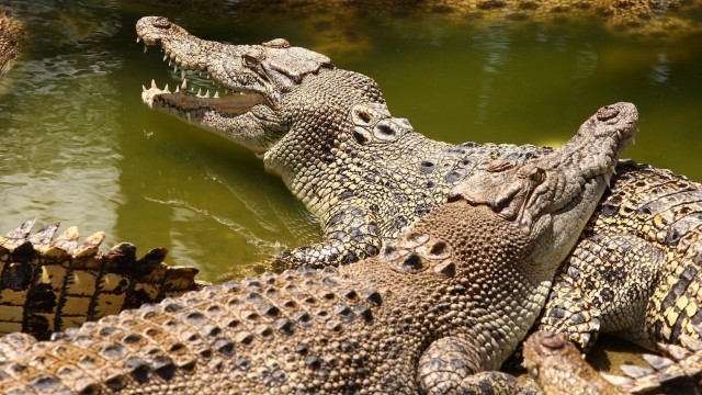 Visit Private South Tour with Crocodile park & Seven Colored Earth in Mauritius