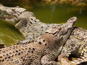 Riambel : Tour du Sud avec le Parc aux Crocodiles et la Terre des Sept Couleurs