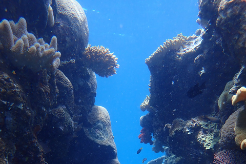 Port Douglas: rejs z nurkowaniem po Wielkiej Rafie KoralowejPort Douglas: rejs z rurką po zewnętrznej rafie koralowej