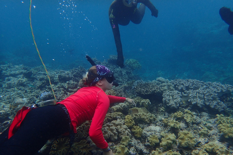 Port Douglas : Croisière de plongée en apnée sur la Grande Barrière de Corail extérieure