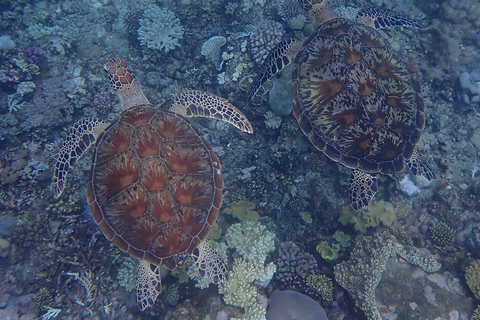 Port Douglas: Snorklingskryssning i Stora barriärrevets yttre delPort Douglas: Snorkelkryssning i yttre Stora Barriärrevet