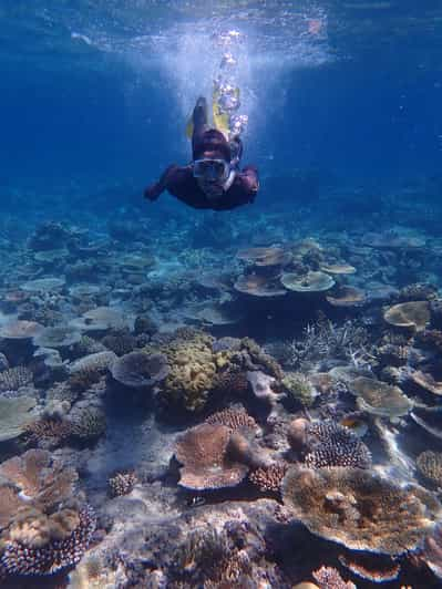 great barrier reef snorkeling tours port douglas