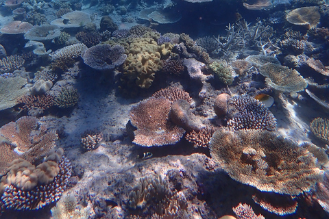 Port Douglas : Croisière de plongée en apnée sur la Grande Barrière de Corail extérieurePort Douglas : Croisière de plongée en apnée sur la barrière de corail extérieure