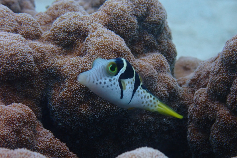 Port Douglas: Schnorchelausflug zum Äußeren Great Barrier ReefPort Douglas: Schnorchelausflug zum Äußeren Barriere Riff