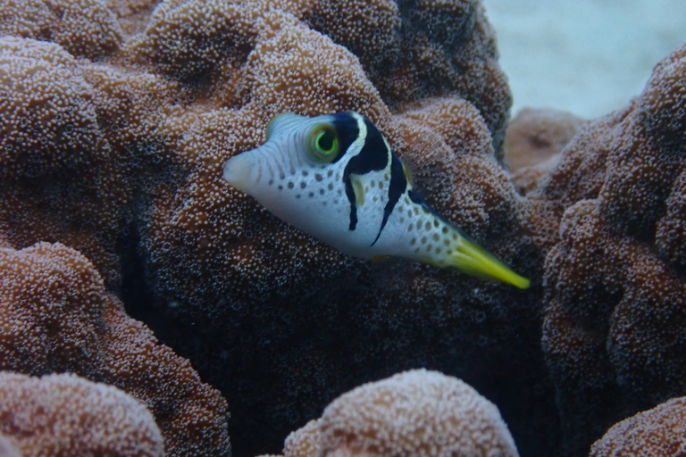 Port Douglas: Snorklingskryssning i Stora barriärrevets yttre delPort Douglas: Snorkelkryssning i yttre Stora Barriärrevet