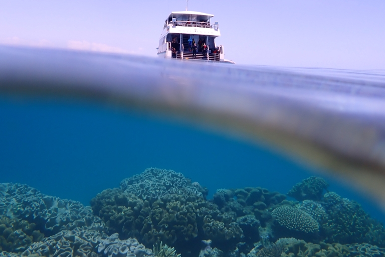 Port Douglas: Outer Great Barrier Reef Snorkeling Cruise Port Douglas: Outer Barrier Reef Snorkelling Cruise