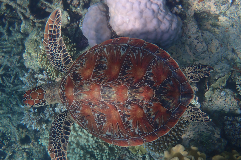 Port Douglas: Snorklingskryssning i Stora barriärrevets yttre delPort Douglas: Snorkelkryssning i yttre Stora Barriärrevet