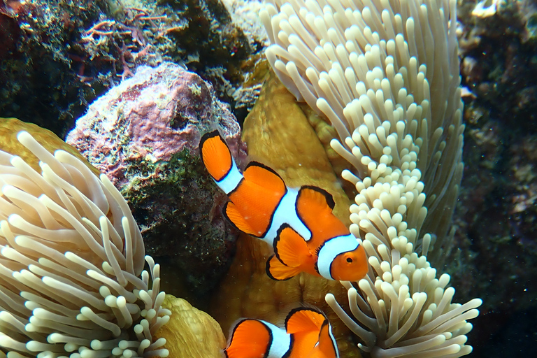 Port Douglas: Schnorchelausflug zum Äußeren Great Barrier Reef