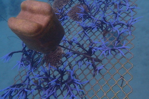 Port Douglas : Croisière de plongée en apnée sur la Grande Barrière de Corail extérieure