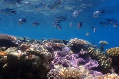 Port Douglas: Schnorchelausflug zum Äußeren Great Barrier ReefPort Douglas: Schnorchelausflug zum Äußeren Barriere Riff