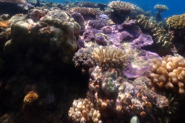 Port Douglas: Outer Great Barrier Reef Snorkeling Cruise