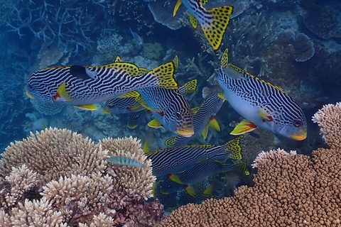 Port Douglas: Snorkelcruise buiten het Groot Barrièrerif