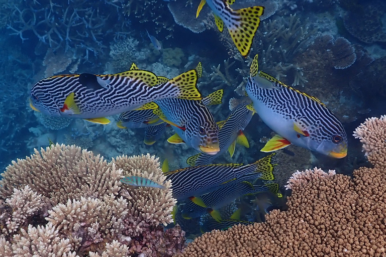 Port Douglas : Croisière de plongée en apnée sur la Grande Barrière de Corail extérieure